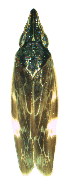  ( - EVA-St-1-1)  @11 [ ] Copyright (2010) Unspecified Northwest Agriculture and Forest University