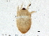  (Hemisarcoptidae - BIOUG10423-C03)  @13 [ ] CreativeCommons - Attribution (2014) CBG Photography Group Centre for Biodiversity Genomics