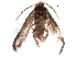  (Ectoedemia occultella - BIOUG10424-C09)  @14 [ ] CreativeCommons - Attribution (2015) CBG Photography Group Centre for Biodiversity Genomics