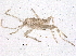  ( - BIOUG10070-G02)  @12 [ ] CreativeCommons - Attribution (2014) CBG Photography Group Centre for Biodiversity Genomics