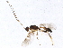  (Spathius elegans - BIOUG10836-A01)  @14 [ ] CreativeCommons - Attribution (2014) CBG Photography Group Centre for Biodiversity Genomics