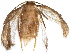  ( - BIOUG11642-C11)  @13 [ ] CreativeCommons - Attribution (2015) CBG Photography Group Centre for Biodiversity Genomics