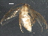  ( - BIOUG11875-A08)  @13 [ ] CreativeCommons - Attribution (2015) CBG Photography Group Centre for Biodiversity Genomics