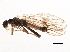  (Podmosta macdunnoughi - BIOUG09951-F03)  @14 [ ] CreativeCommons - Attribution (2014) CBG Photography Group Centre for Biodiversity Genomics