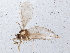  (Peromyia photophila - BIOUG09971-G10)  @13 [ ] CreativeCommons - Attribution (2014) CBG Photography Group Centre for Biodiversity Genomics