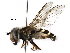  ( - BIOUG10177-A09)  @14 [ ] CreativeCommons - Attribution (2016) CBG Photography Group Centre for Biodiversity Genomics