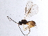  (Dacnusa evadne - BIOUG10221-C06)  @14 [ ] CreativeCommons - Attribution (2014) CBG Photography Group Centre for Biodiversity Genomics