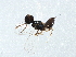  ( - BIOUG10225-B02)  @12 [ ] CreativeCommons - Attribution (2014) CBG Photography Group Centre for Biodiversity Genomics