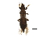  (Odontothrips biuncus - BIOUG10273-C01)  @15 [ ] CreativeCommons - Attribution (2015) CBG Photography Group Centre for Biodiversity Genomics