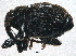  (Auleutes - BIOUG10280-C02)  @14 [ ] CreativeCommons - Attribution (2014) CBG Photography Group Centre for Biodiversity Genomics