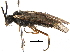  ( - BIOUG10354-F10)  @14 [ ] CreativeCommons - Attribution (2014) CBG Photography Group Centre for Biodiversity Genomics