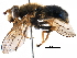  ( - BIOUG10356-C02)  @11 [ ] CreativeCommons - Attribution (2016) CBG Photography Group Centre for Biodiversity Genomics
