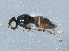  ( - BIOUG10406-F05)  @13 [ ] CreativeCommons - Attribution (2014) CBG Photography Group Centre for Biodiversity Genomics