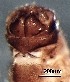  ( - BIOUG10546-H07)  @11 [ ] CreativeCommons - Attribution (2018) David Burton Centre for Biodiversity Genomics