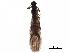  ( - BIOUG11071-C04)  @11 [ ] CreativeCommons - Attribution (2018) CBG Photography Group Centre for Biodiversity Genomics