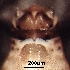  ( - BIOUG11071-C04)  @11 [ ] CreativeCommons - Attribution (2018) David Burton Centre for Biodiversity Genomics
