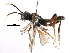  (Taxonus terminalis - BIOUG11178-F10)  @13 [ ] CreativeCommons - Attribution (2016) CBG Photography Group Centre for Biodiversity Genomics
