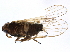  (Delphacodes litoralis - BIOUG11290-G02)  @13 [ ] CreativeCommons - Attribution (2014) CBG Photography Group Centre for Biodiversity Genomics