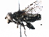  ( - BIOUG12015-D07)  @13 [ ] CreativeCommons - Attribution (2016) CBG Photography Group Centre for Biodiversity Genomics