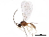  (Monoctonus canadensis - BIOUG19268-F07)  @14 [ ] CreativeCommons - Attribution (2018) CBG Photography Group Centre for Biodiversity Genomics