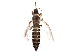  (Thrips madronii - BIOUG19343-A04)  @15 [ ] CreativeCommons - Attribution (2015) CBG Photography Group Centre for Biodiversity Genomics