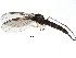  ( - BIOUG19602-F11)  @13 [ ] CreativeCommons - Attribution (2015) CBG Photography Group Centre for Biodiversity Genomics
