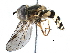  (Syrphus knabi - BIOUG10063-B01)  @15 [ ] CreativeCommons - Attribution (2016) CBG Photography Group Centre for Biodiversity Genomics