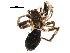  ( - BIOUG10526-A03)  @12 [ ] CreativeCommons - Attribution (2016) CBG Photography Group Centre for Biodiversity Genomics
