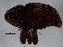  (Acalles - BIOUG10822-F12)  @13 [ ] CreativeCommons - Attribution (2014) CBG Photography Group Centre for Biodiversity Genomics