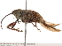  (Curculio proboscideus - BIOUG11730-E07)  @14 [ ] CreativeCommons - Attribution (2014) CBG Photography Group Centre for Biodiversity Genomics