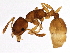  (Temnothorax ambiguus - BIOUG11767-G08)  @15 [ ] CreativeCommons - Attribution (2014) CBG Photography Group Centre for Biodiversity Genomics