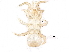  (Multidendrolaelaps - BIOUG20128-A08)  @13 [ ] CreativeCommons - Attribution (2015) CBG Photography Group Centre for Biodiversity Genomics