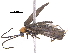  (Silis spinigera - BIOUG20147-D11)  @13 [ ] CreativeCommons - Attribution (2018) CBG Photography Group Centre for Biodiversity Genomics