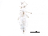  ( - BIOUG20151-F05)  @12 [ ] CreativeCommons - Attribution (2015) CBG Photography Group Centre for Biodiversity Genomics