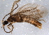  ( - BIOUG03100-B01)  @12 [ ] CreativeCommons - Attribution (2014) CBG Photography Group Centre for Biodiversity Genomics