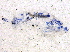  ( - BIOUG04182-H03)  @12 [ ] CreativeCommons - Attribution (2014) CBG Photography Group Centre for Biodiversity Genomics
