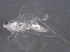  (Fagocyba - BIOUG03222-A03)  @13 [ ] CreativeCommons - Attribution (2014) CBG Photography Group Centre for Biodiversity Genomics