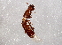 ( - BIOUG03223-F10)  @13 [ ] CreativeCommons - Attribution (2013) CBG Photography Group Centre for Biodiversity Genomics