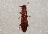  (Monotomidae - BIOUG03232-G07)  @14 [ ] CreativeCommons - Attribution (2013) CBG Photography Group Centre for Biodiversity Genomics