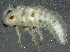  ( - BIOUG03236-E09)  @12 [ ] CreativeCommons - Attribution (2012) CBG Photography Group Centre for Biodiversity Genomics
