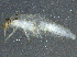  ( - BIOUG03236-E11)  @12 [ ] CreativeCommons - Attribution (2012) CBG Photography Group Centre for Biodiversity Genomics