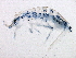  ( - BIOUG07135-A11)  @13 [ ] CreativeCommons - Attribution (2014) CBG Photography Group Centre for Biodiversity Genomics