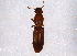  (Monotomidae - BIOUG07204-C01)  @14 [ ] CreativeCommons - Attribution (2014) CBG Photography Group Centre for Biodiversity Genomics