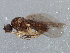  (Gymnophora talea - BIOUG07208-C03)  @13 [ ] CreativeCommons - Attribution (2014) CBG Photography Group Centre for Biodiversity Genomics