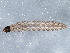  ( - BIOUG07293-C07)  @12 [ ] CreativeCommons - Attribution (2013) CBG Photography Group Centre for Biodiversity Genomics