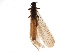  ( - BIOUG03837-A11)  @11 [ ] CreativeCommons - Attribution (2019) CBG Photography Group Centre for Biodiversity Genomics