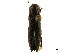  ( - BIOUG05375-H08)  @11 [ ] CreativeCommons - Attribution (2019) CBG Photography Group Centre for Biodiversity Genomics