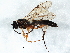  (Homotropus dimidiatus - BIOUG05958-B02)  @14 [ ] CreativeCommons - Attribution (2014) CBG Photography Group Centre for Biodiversity Genomics