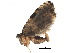  (Celypha lacunana - BIOUG09915-G01)  @14 [ ] CreativeCommons - Attribution (2015) CBG Photography Group Centre for Biodiversity Genomics