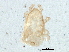  (Iphidozercon sp. JCS03 - BIOUG10142-C02)  @12 [ ] CreativeCommons - Attribution (2014) CBG Photography Group Centre for Biodiversity Genomics